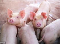 10月CPI、PPI数据出炉,物价水平保持平稳