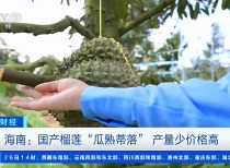 海南国产榴莲试水市场,进口榴莲价格走势如何?