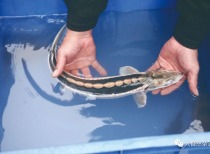 IUCN宣布白鲟灭绝，长江鲟野外灭绝，全球鲟鱼面临灭绝威胁