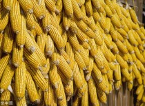 新季玉米市场展望:供需紧平衡下的价格策略