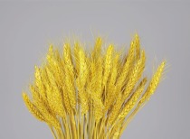 世行副行长呼吁应对粮食危机,强调债务透明度重要性