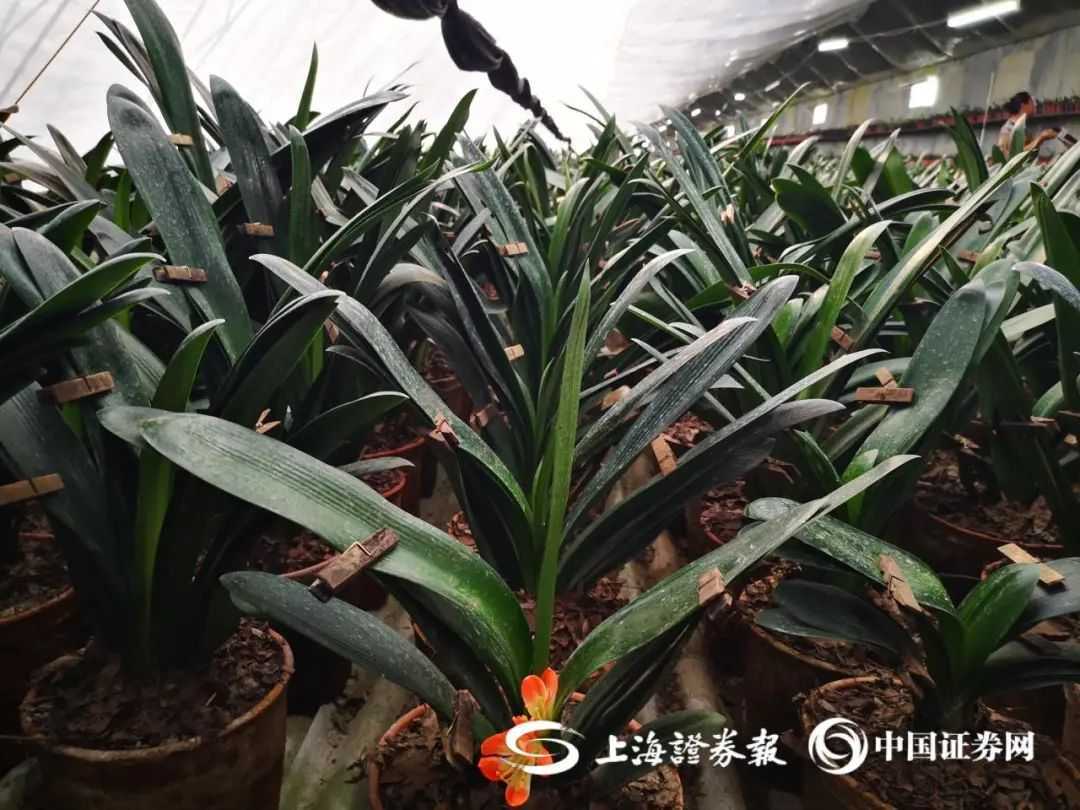 大棚内君子兰开花