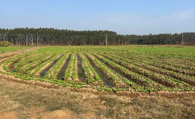 霞塱村种植户罗谷雄的梅菜田长势良好