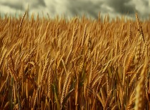 《一号文件》强调构建多元化食物供给体系