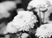 蔡澜先生安详离世 遗留精神智慧永存