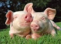 牧原股份领衔 猪企上半年业绩预告亮眼 生猪养殖成本显著下降