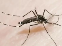 基孔肯雅热疫情通报与防控指南