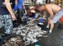 8月梭子蟹大量上市 价格走低销量火爆