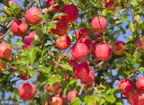 苹果期货价格显著上涨，市场聚焦新季产量与优果率