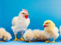 黄羽鸡行情升温，养殖盈利提升