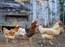 黄羽鸡价格回升，养殖端盈利模式重启