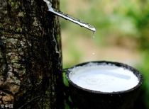 橡胶板块集体下跌，市场供需格局生变