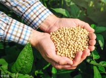 阿根廷取消谷物出口征税，全球农产品市场迎新变局