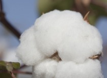 国内棉纺市场转弱，棉花价格或延续走低
