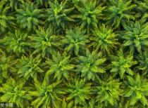 棕榈油市场：9月回调10月或震荡偏强，关注MPOB报告