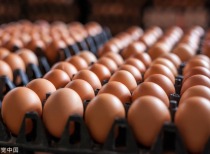 9-10月在产蛋鸡存栏量变化及鸡蛋价格走势分析