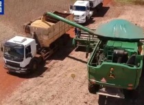 美国豆农困境：失去中国市场，全球寻买家难填空缺