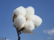 新赛股份15亿套保计划：期货期权成棉纺业避险新选择
