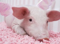 能繁母猪存栏量重回4000万头以下！猪价将温和回升