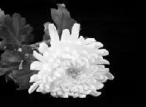 鹏华基金原副总经理王宗合因病逝世