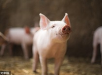 生猪产能过剩与调控