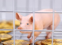 猪价全线承压 养殖端主动淘汰能繁母猪