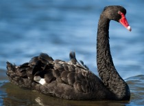 美向中东增派海军陆战队