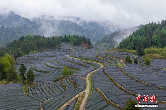 （乡村行·看振兴）探访“中国黄连之乡”：深山药草“点苦成金”